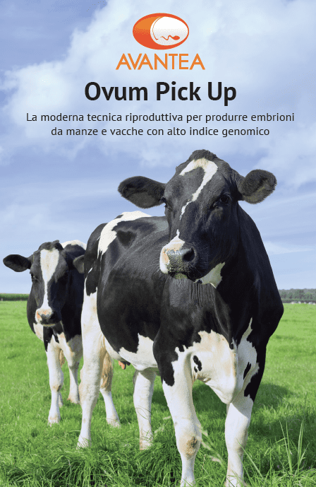 Ovum Pick Up - Cattle | Avantea